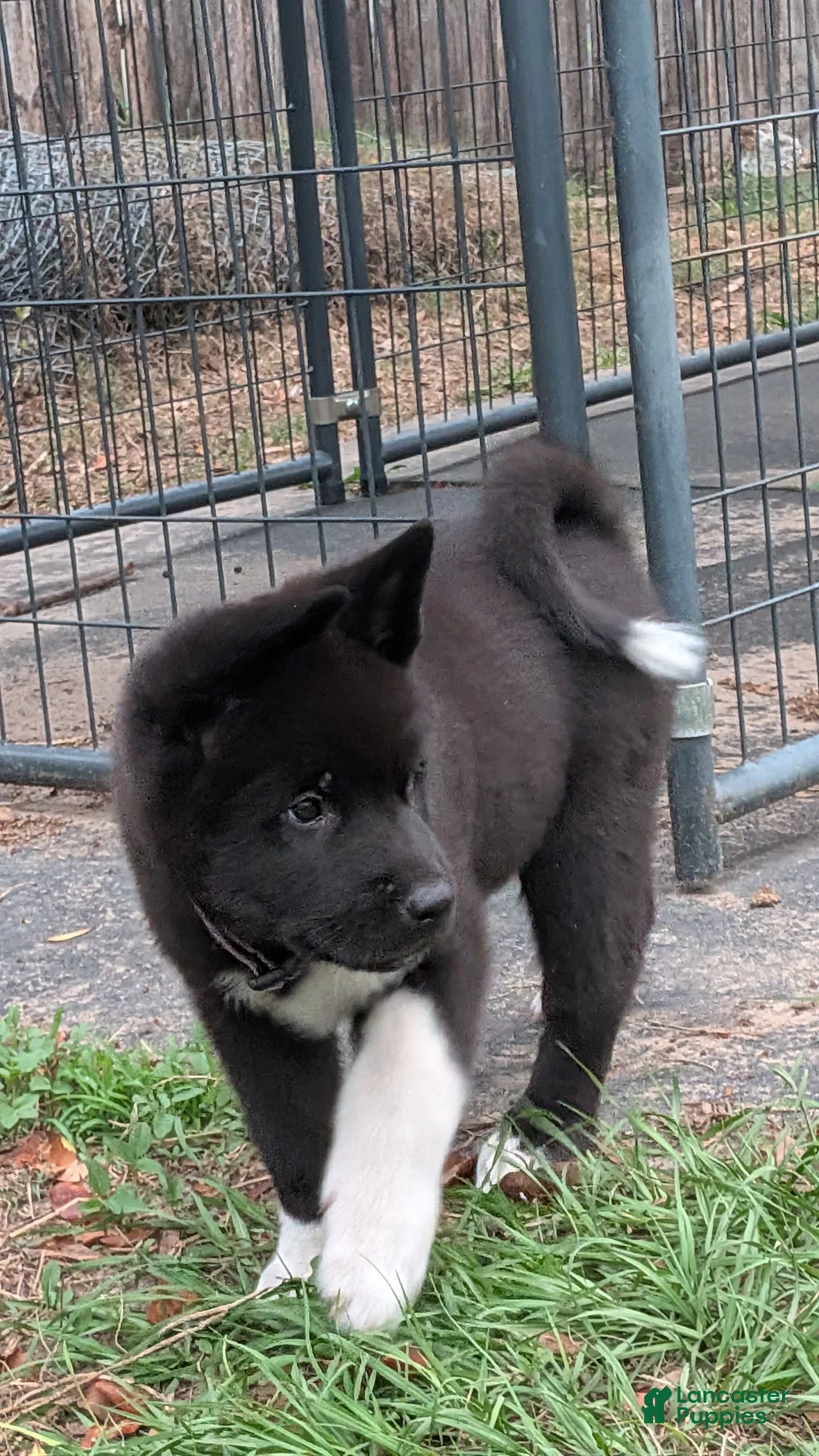 Akita dogs for sale: Kimi - Ad 1