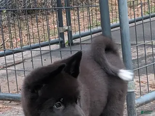 Akita dogs for sale: Kimi - Ad 1