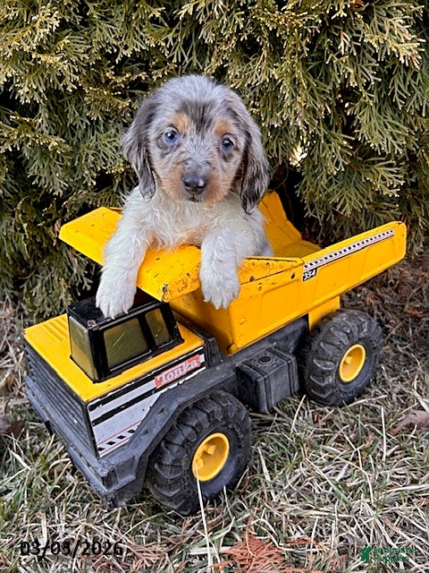 Dachshund dogs Cosmo  - Ad 1