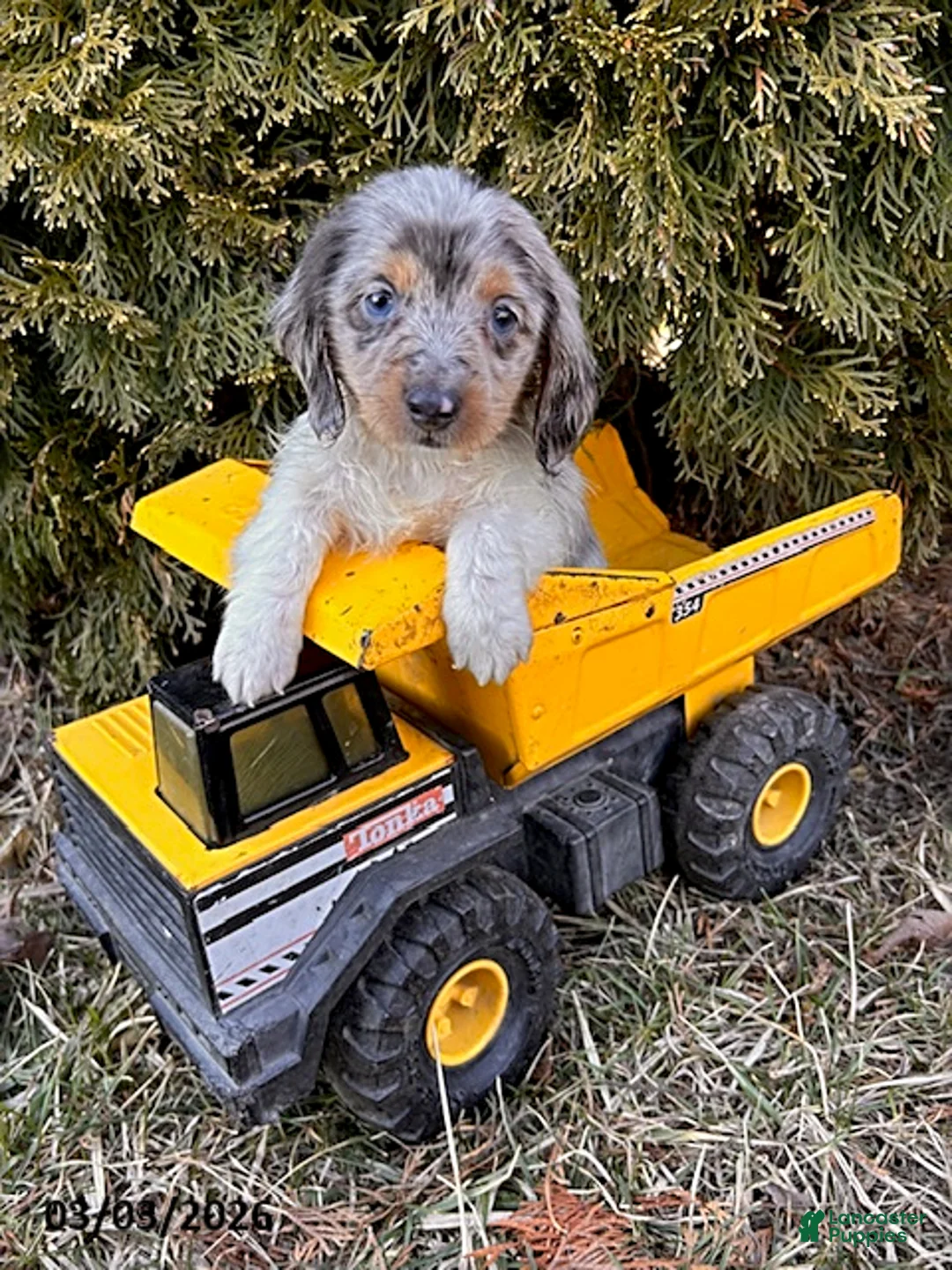 Dachshund dogs for sale: Cosmo  - Ad 1