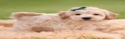 Mini Goldendoodle dogs for sale: Nugget - Ad 3