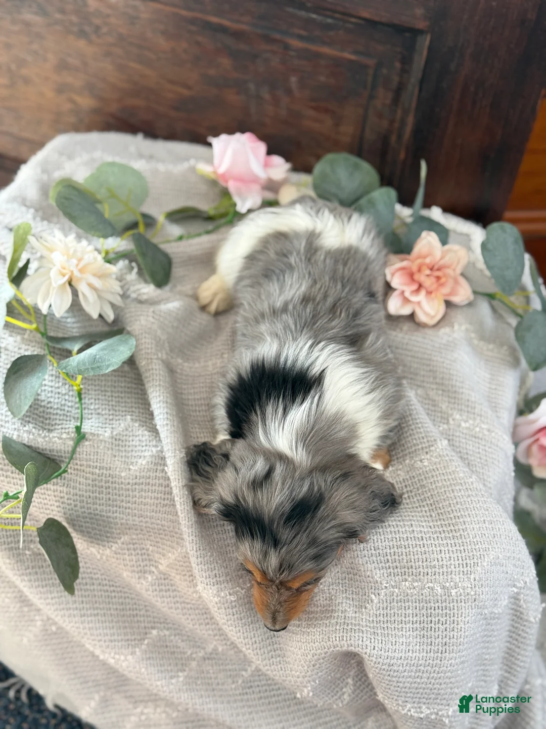 Miniature Dachshund dogs for sale: Murphy - Ad 5