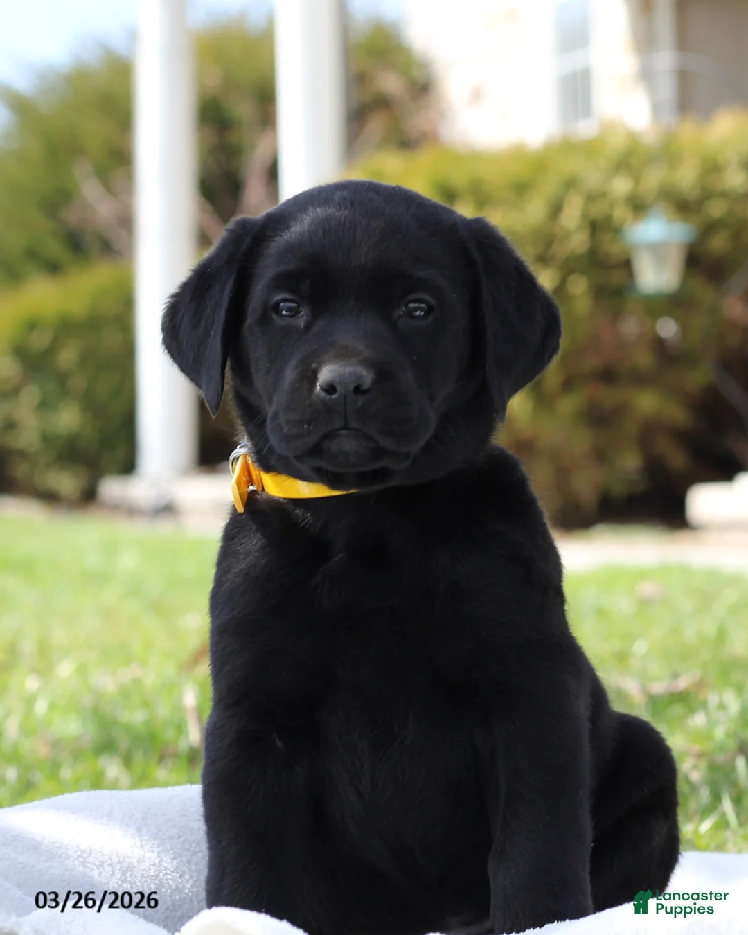 Labrador Retriever dogs for sale: Belle - Ad 2