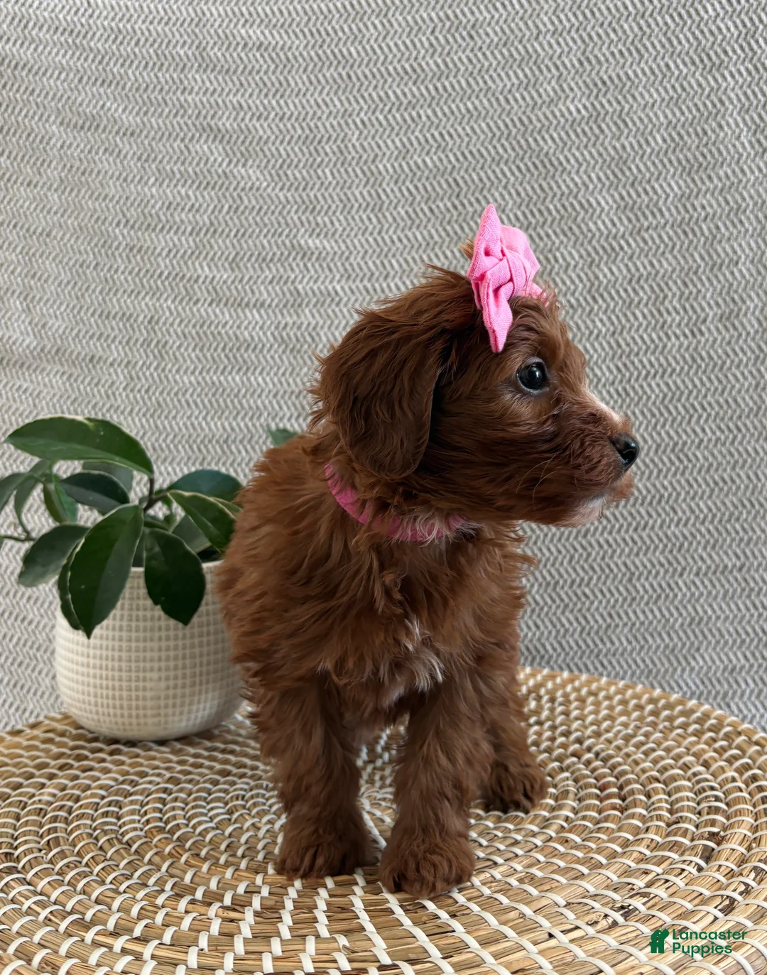 Irish Doodle dogs for sale: Rosie - Ad 3