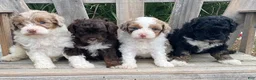 Cavapoo dogs for sale: Lewis - Ad 5