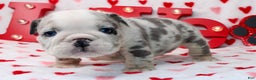 English Bulldog dogs for sale: Blu - Ad 1
