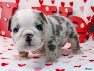 English Bulldog dogs Blu - Ad 8