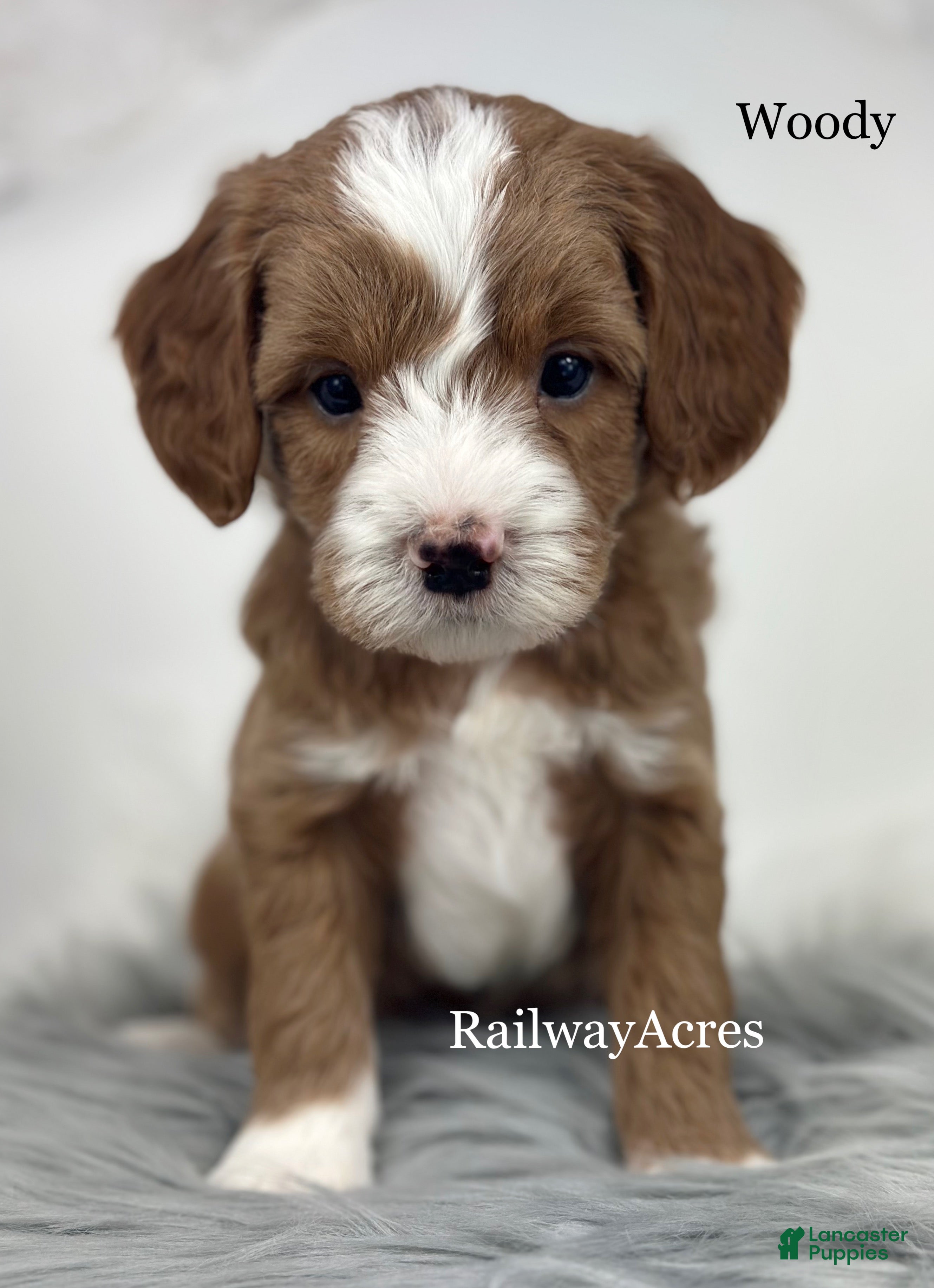 Mixed Breed dogs Woody - Ad 22
