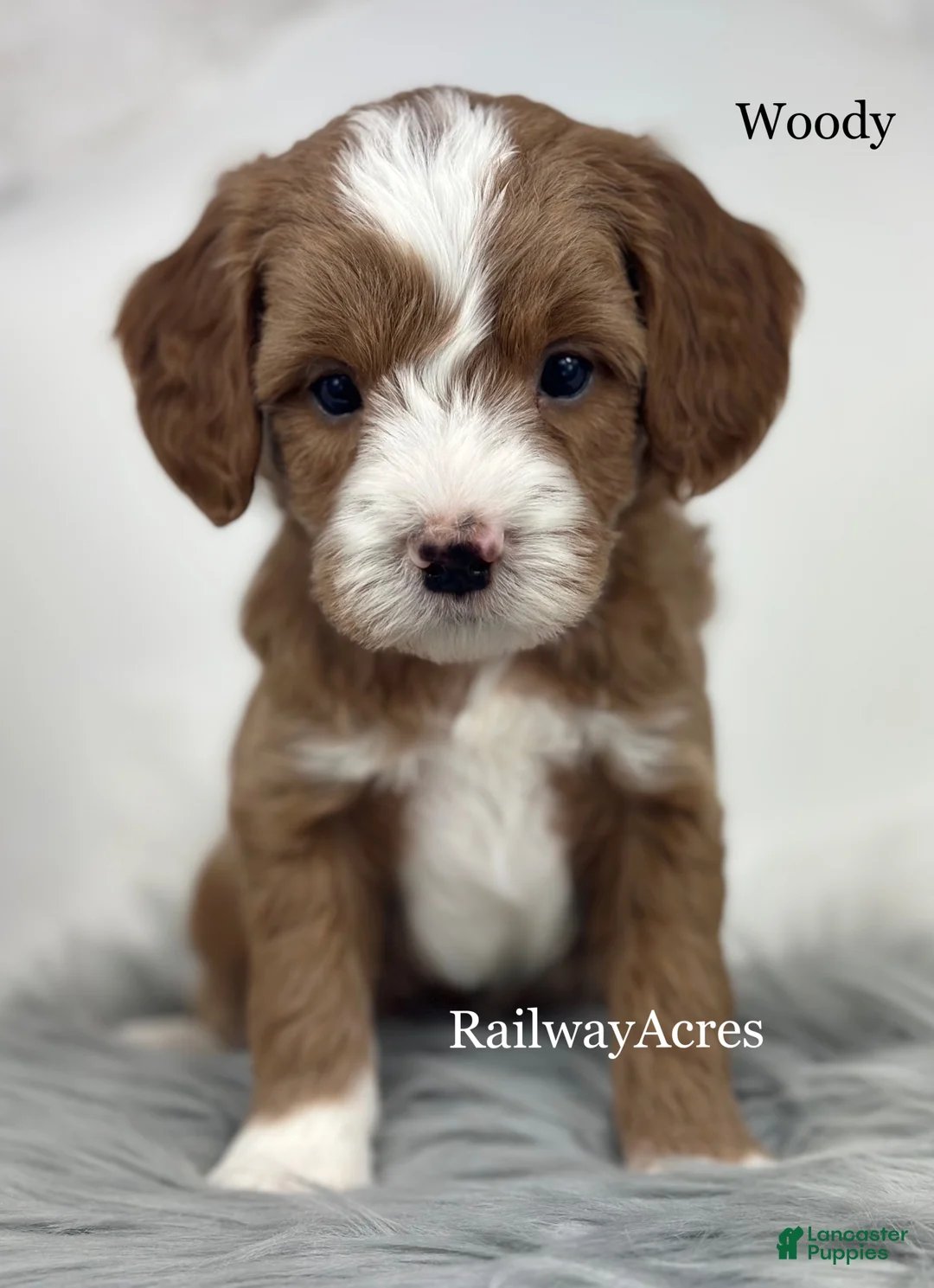 Mixed Breed dogs for sale: Woody - Ad 2