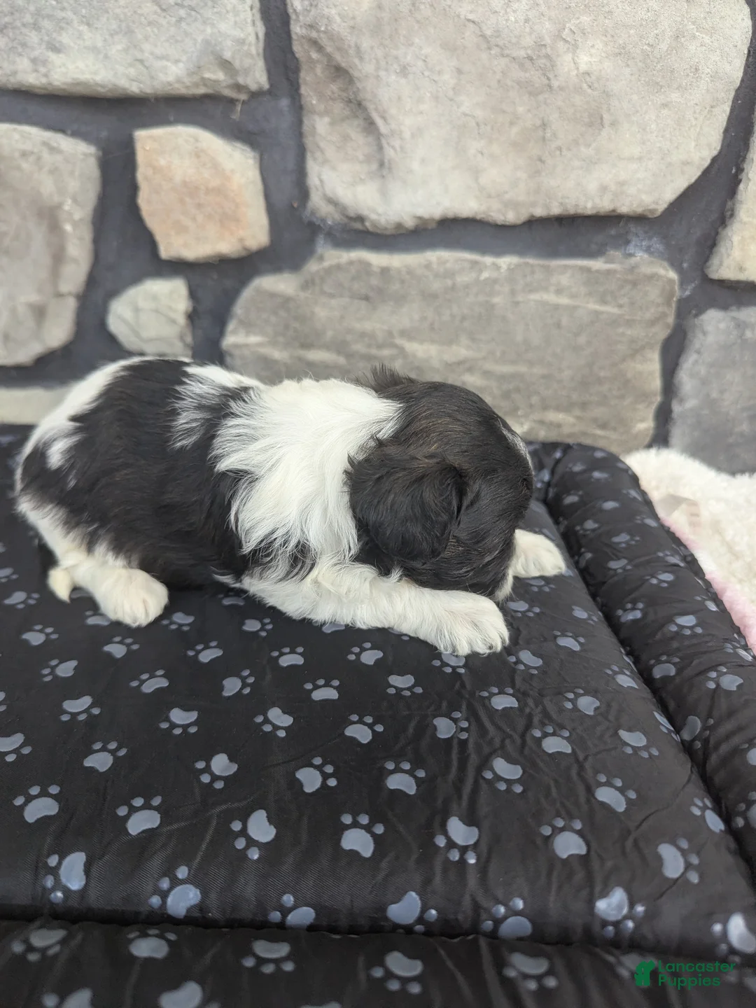 Havanese dogs for sale: Max - Ad 2