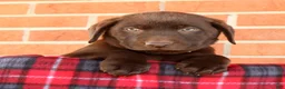 Labrador Retriever dogs for sale: Renny - Ad 6
