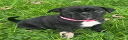 Mixed Breed dogs for sale: Millie - Ad 7