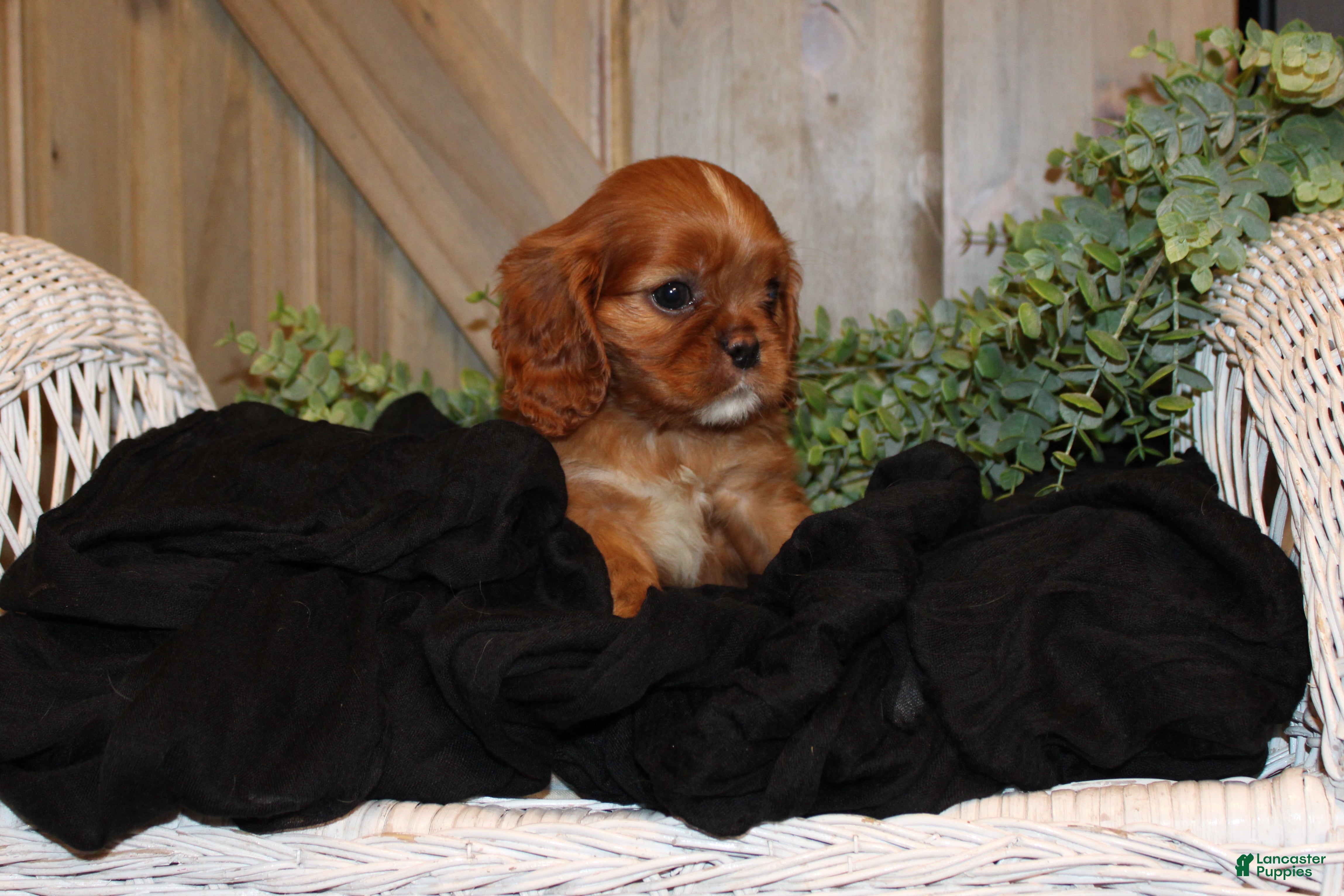 Cavalier King Charles Spaniel dogs Willow - Ad 2