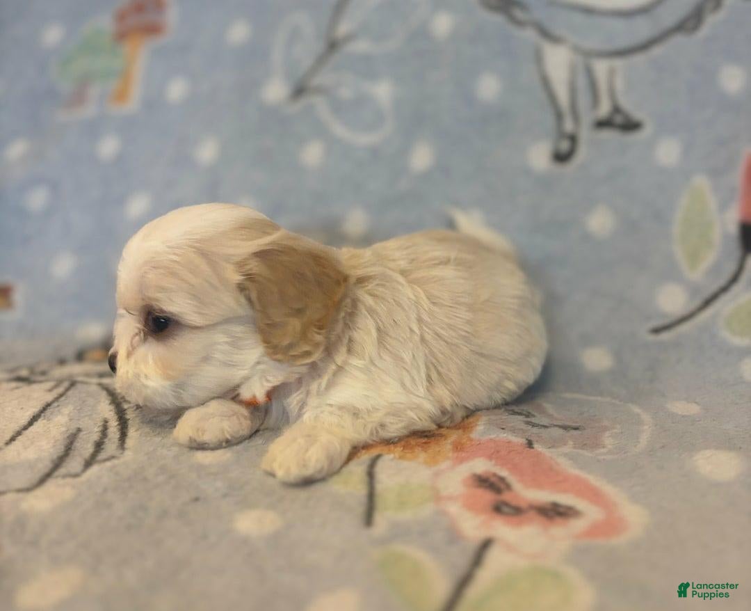 Cavapoo dogs for sale: Bill - Ad 7