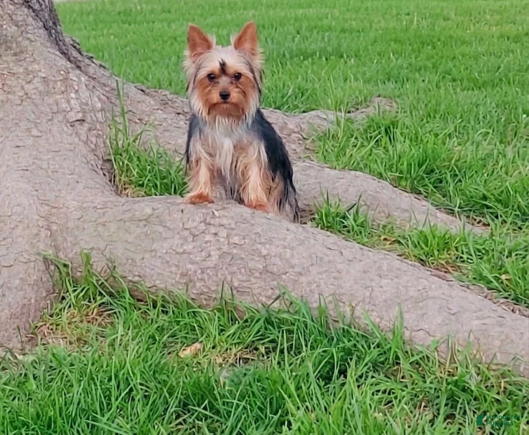 Yorkshire Terrier dogs for sale: Tim - Ad 2