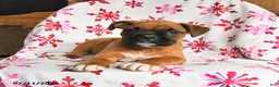 Boxer dogs for sale: Moose - Ad 2