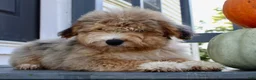 Mini Aussiedoodle dogs for sale: Drake - Ad 3