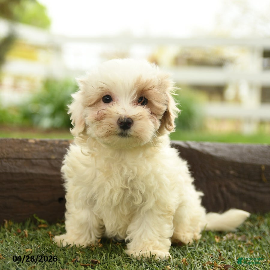 Maltipoo dogs Nova  - Ad 2