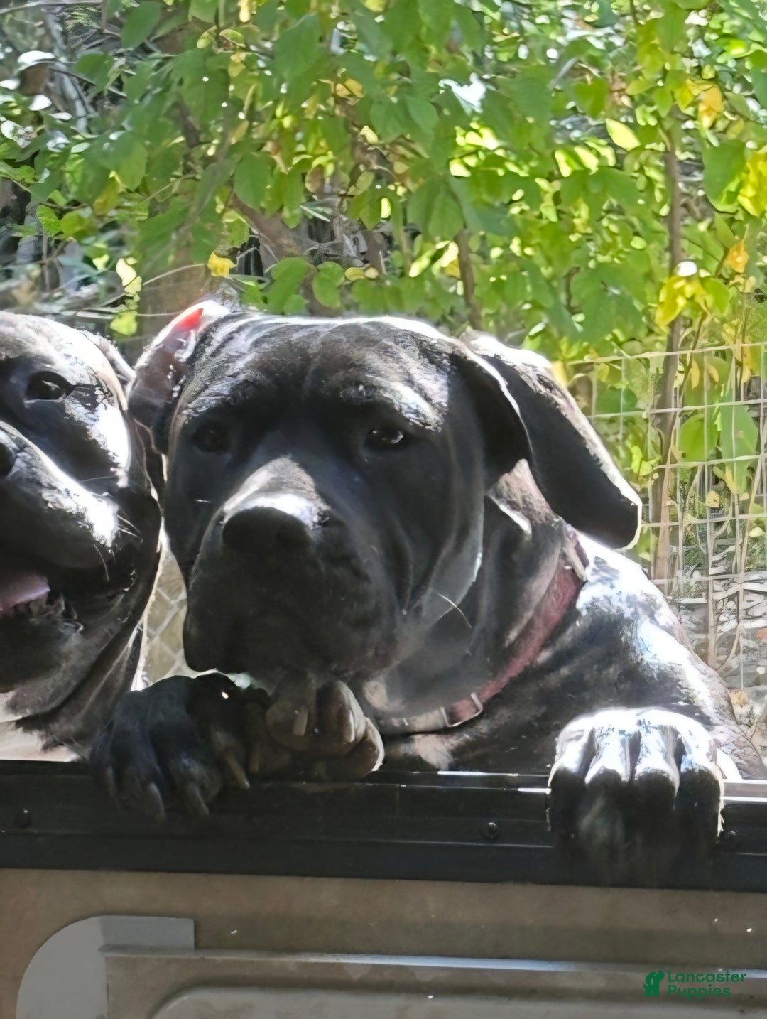 Mixed Breed dogs for sale: Wall•E - Ad 10