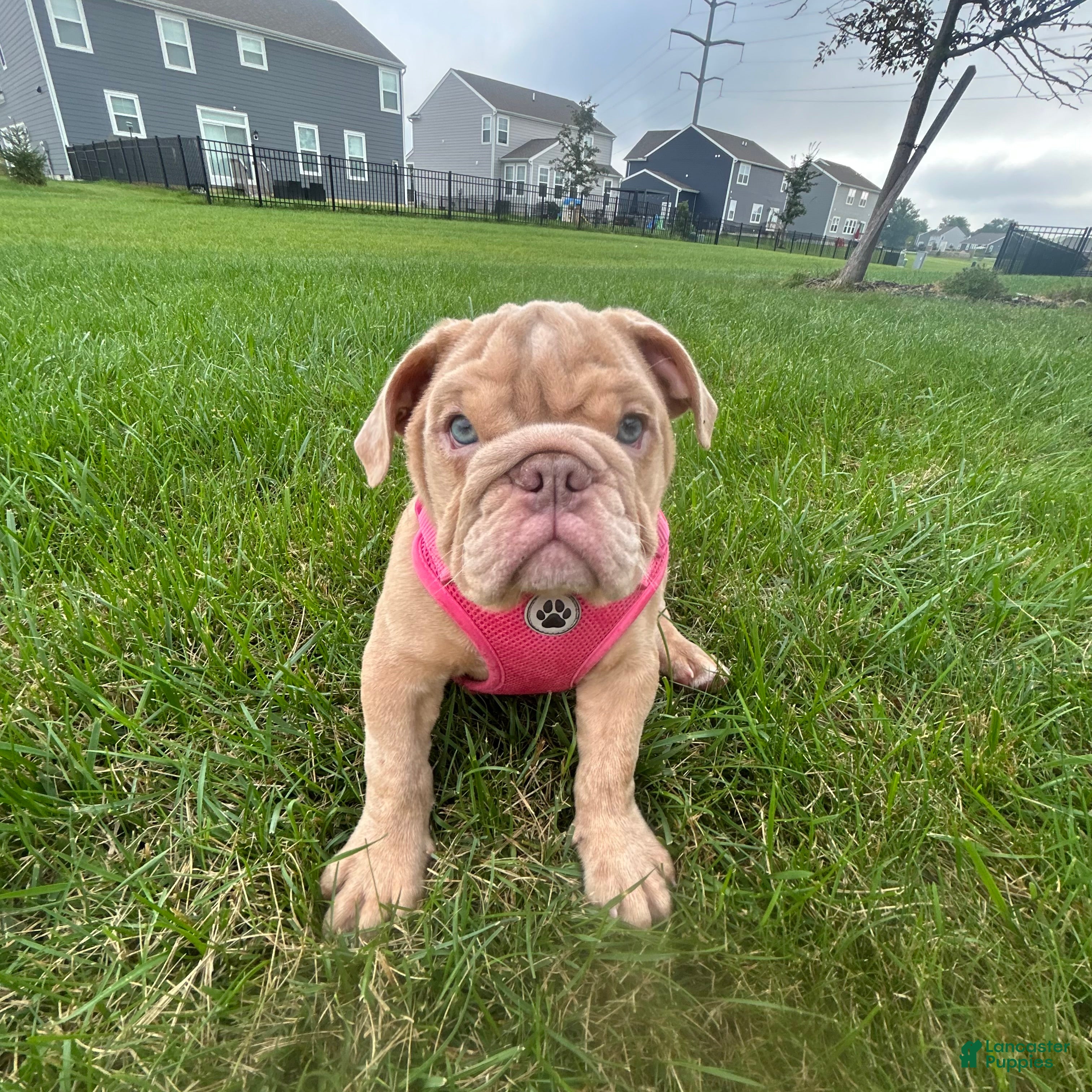 English Bulldog dogs Lucy - Ad 2