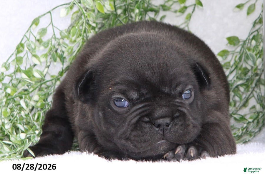 French Bulldog dogs Davina - Ad 2