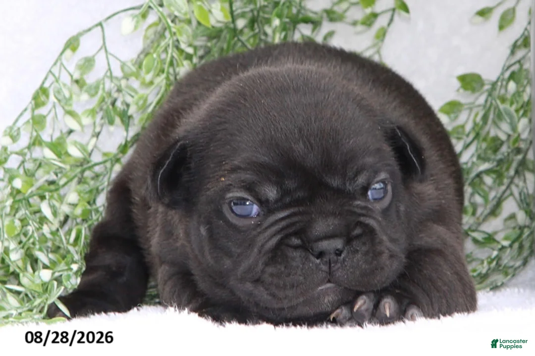 French Bulldog dogs for sale: Davina - Ad 2