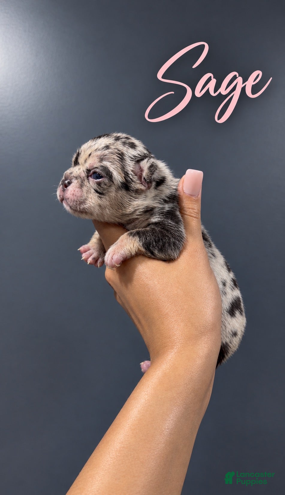 French Bulldog dogs for sale: Sage - Ad 24