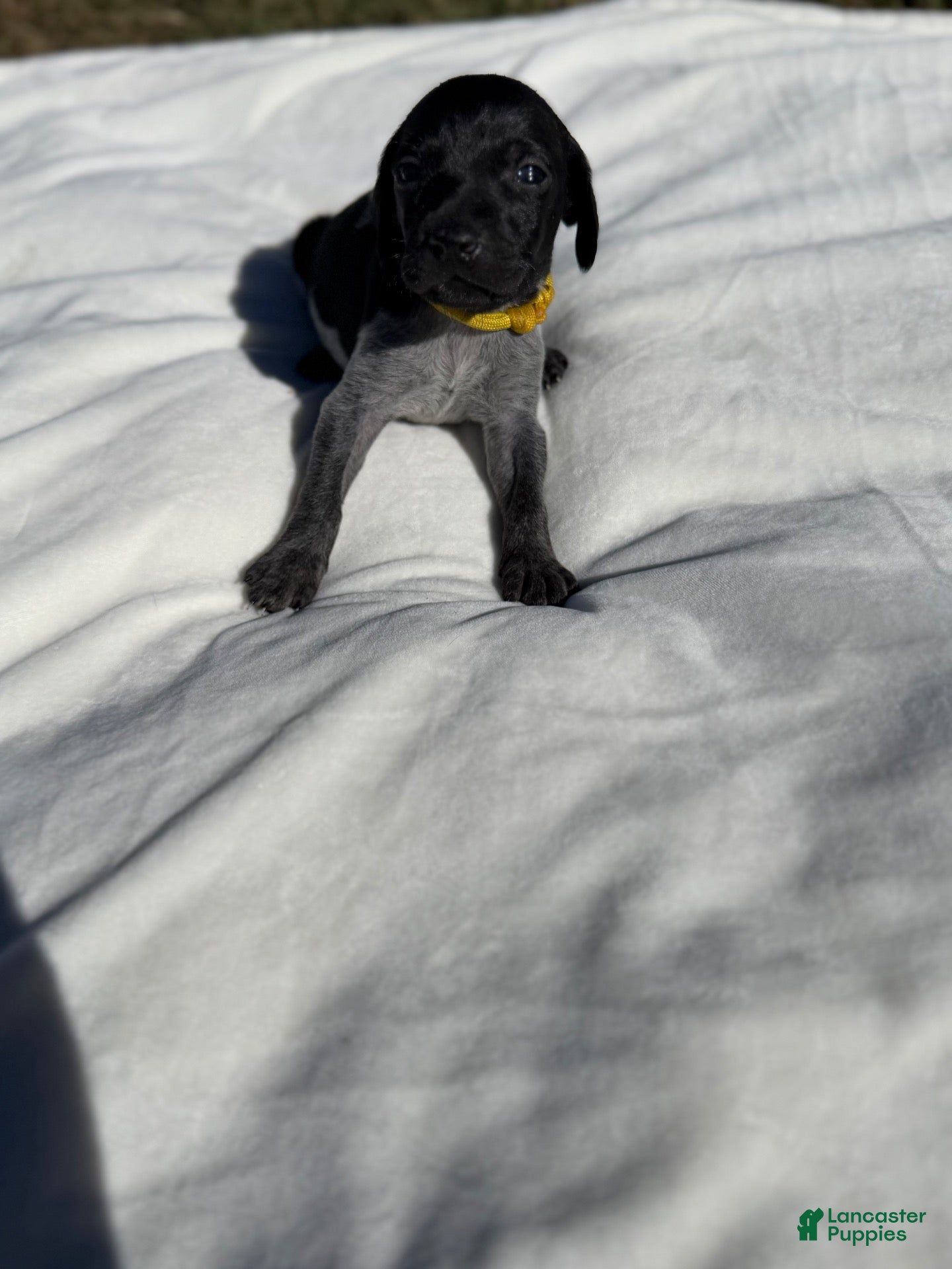 German Shorthaired Pointer dogs for sale: German Shorthaired Pointer 2 - Ad 1