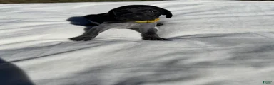 German Shorthaired Pointer 2