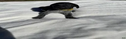 German Shorthaired Pointer dogs for sale: German Shorthaired Pointer 2 - Ad 1