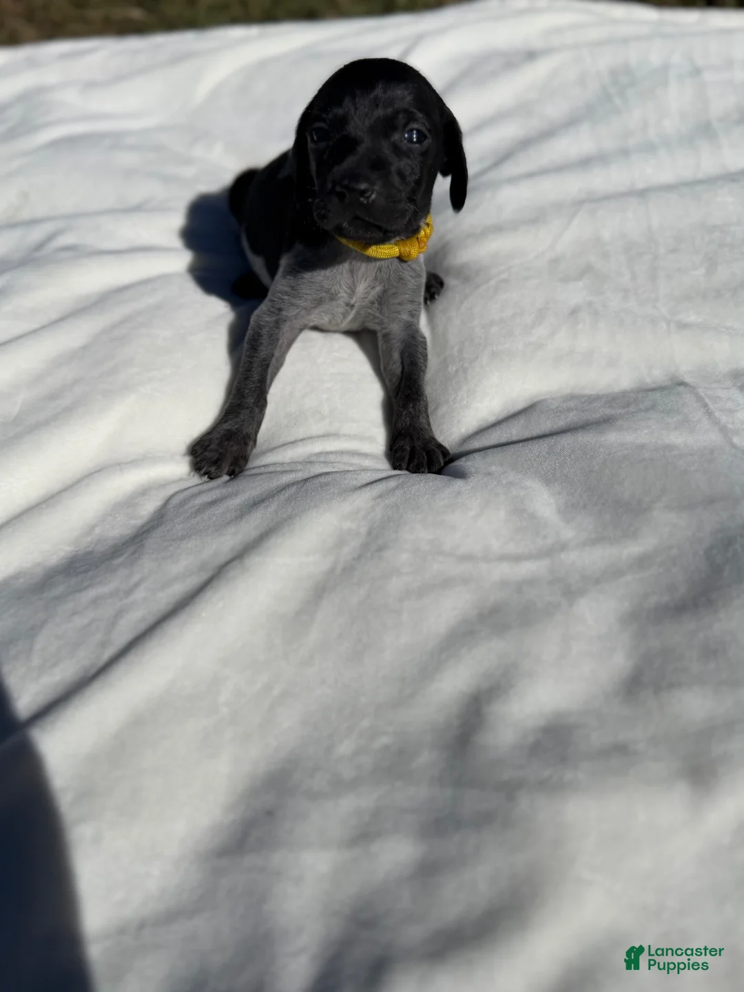German Shorthaired Pointer dogs for sale: German Shorthaired Pointer 2 - Ad 1