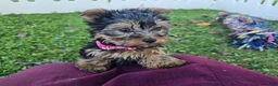 Yorkshire Terrier dogs for sale: Yorkshire Terrier 1 - Ad 3