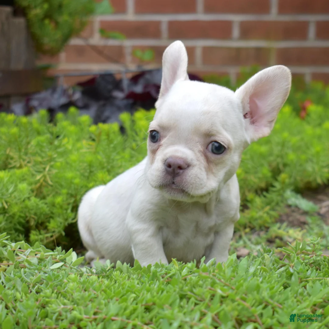 French Bulldog dogs for sale: Goldie (tiny) - Ad 6