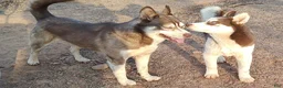 Siberian Husky dogs for sale: Siberian Husky Puppy 2 - Ad 8