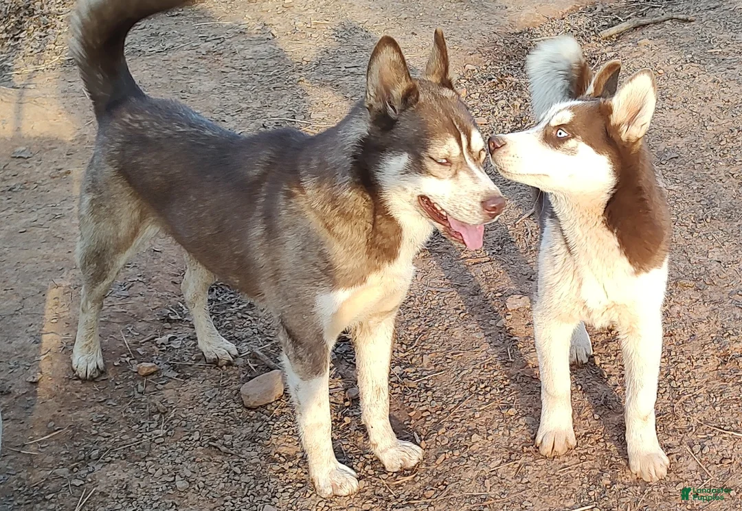 Siberian Husky dogs for sale: Siberian Husky Puppy 2 - Ad 8