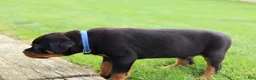 Rottweiler dogs for sale: Knox - Ad 10