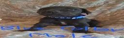Great Dane dogs for sale: Light Pink Collar Female  - Ad 7