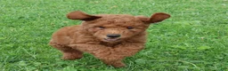 Mini Goldendoodle dogs for sale: Bella - Ad 9