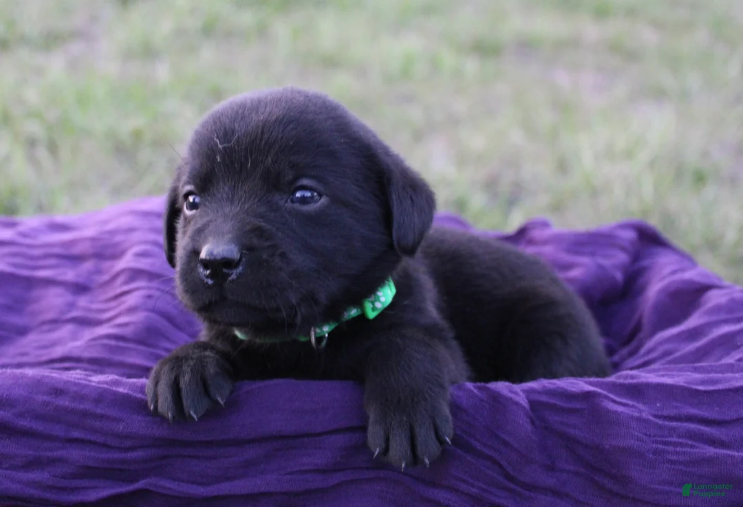 Labrador Retriever dogs for sale: Labrador Retriever Puppy 8 - Ad 1