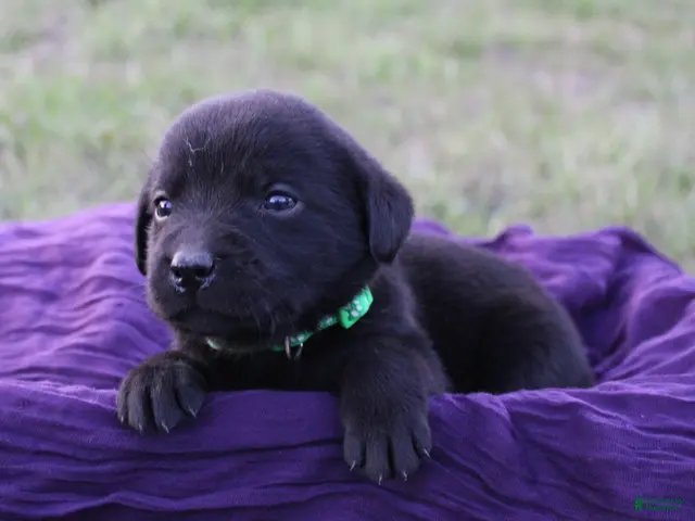 Labrador Retriever dogs for sale: Labrador Retriever Puppy 8 - Ad 19