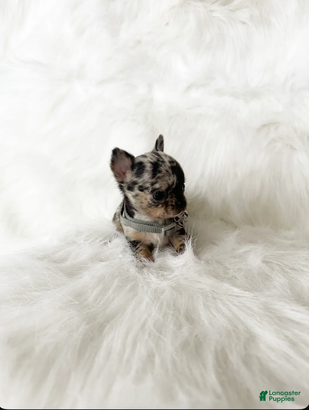 Chihuahua dogs for sale: Stormie - Ad 9