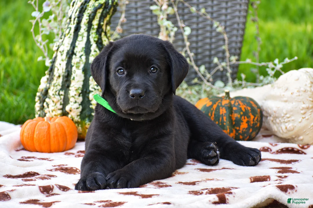 Labrador Retriever dogs for sale: Caleb - Ad 1