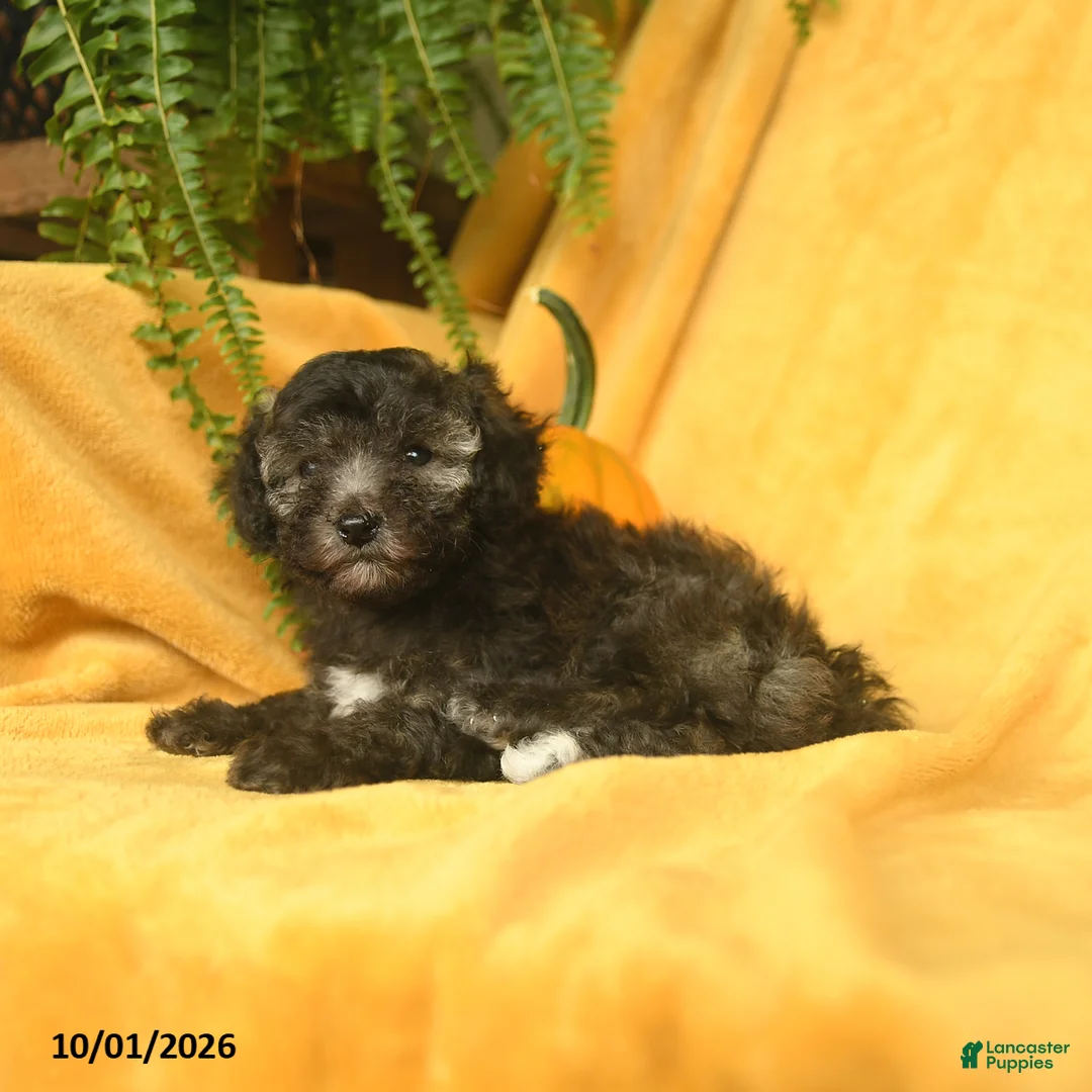 Toy Poodle dogs for sale: Teacup - Ad 3