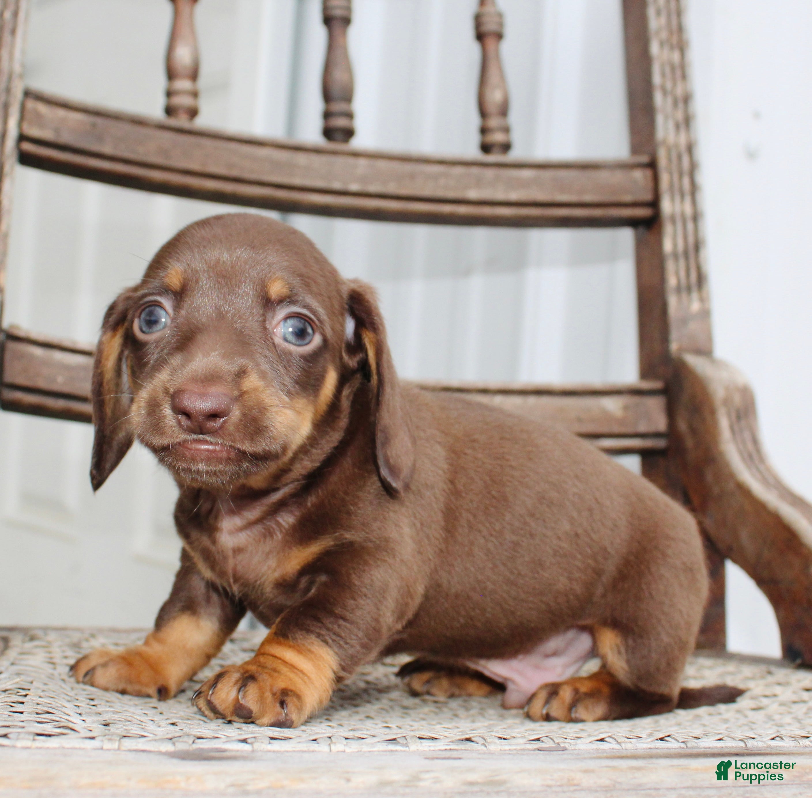 Miniature Dachshund dogs for sale: Axel - Ad 2