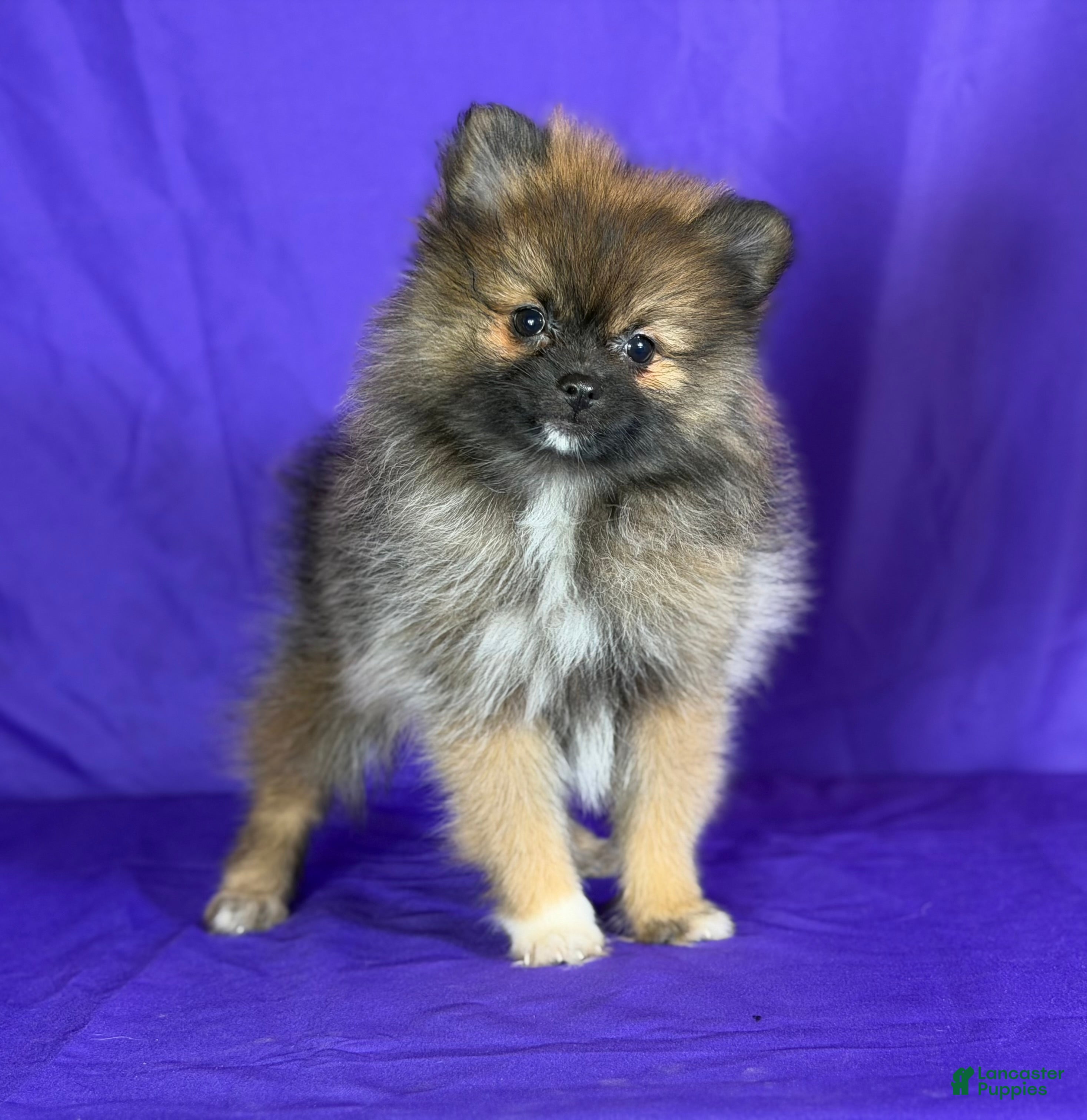 Pomeranian dogs Natasha  - Ad 42