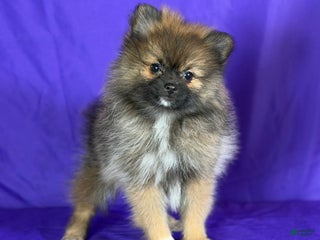 Pomeranian dogs Natasha - Ad 42
