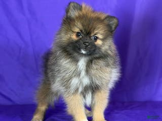 Pomeranian dogs Natasha - Ad 27