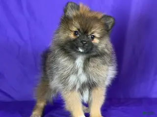 Pomeranian dogs Natasha - Ad 27