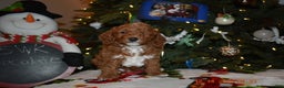 Cavapoo dogs for sale: Chocolate  - Ad 12