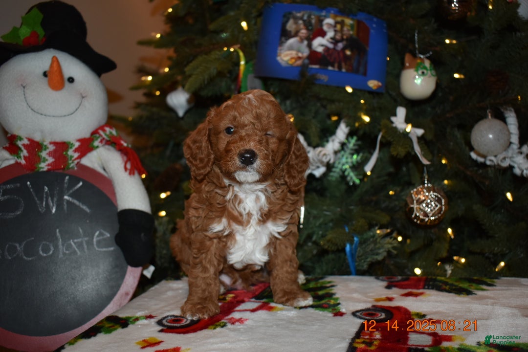 Cavapoo dogs for sale: Chocolate  - Ad 12